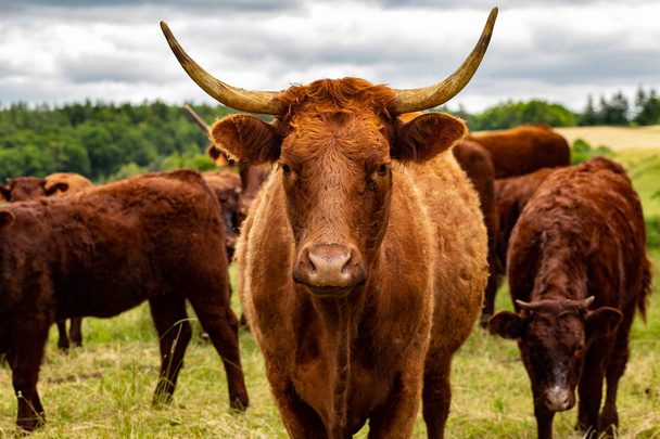 Salers vacas en sus pastos
 - Foto, imagen