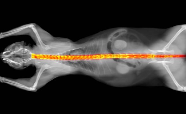 scanner par rayons X d'une colonne vertébrale de chat
 - Photo, image