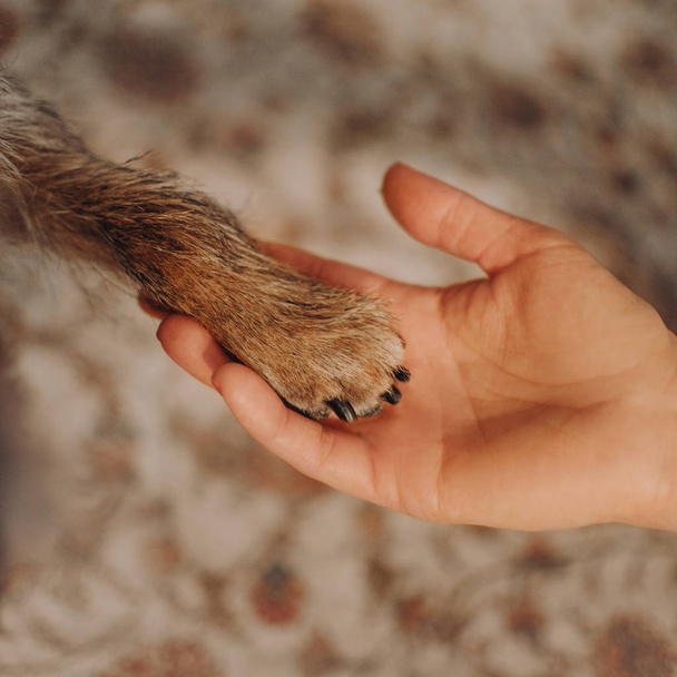 κοντινό πλάνο ενός ποδιού σκύλου στο χέρι των ιδιοκτητών - Φωτογραφία, εικόνα