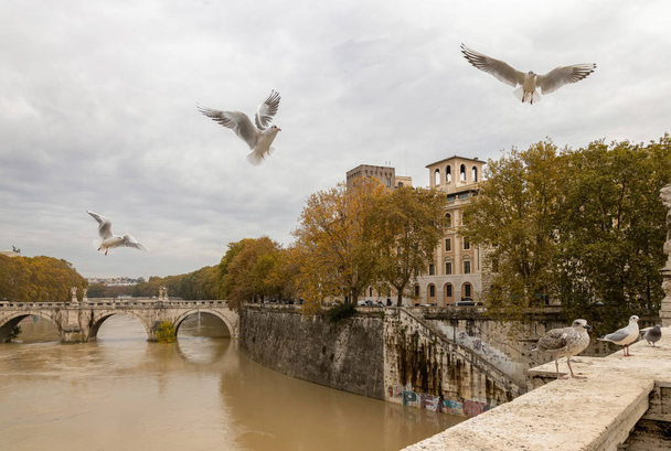 Seagulls flying over the Tiber, Rome, Italy - Foto, imagen