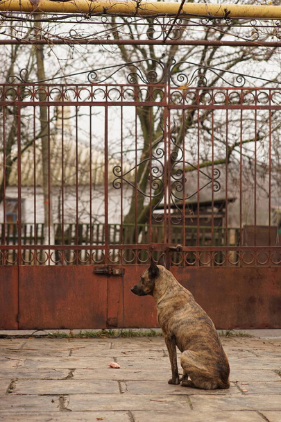 Egy pásztor kutya ül egy vidéki udvaron a kapu közelében, és várja, hogy a tulajdonos visszatérjen.. - Fotó, kép