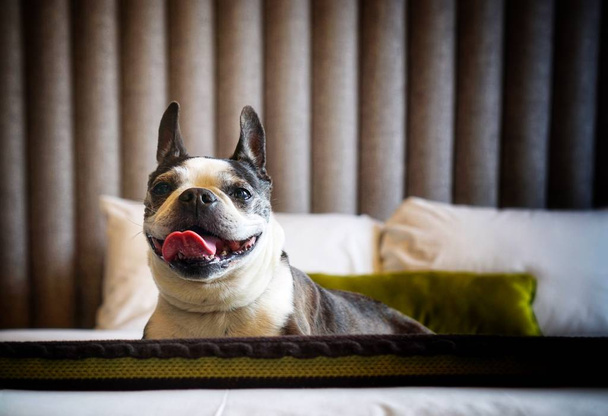 Boston Terrier Perro en una cama
 - Foto, Imagen
