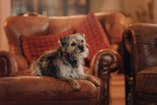 mixed breed dog lying down on a sofa indoors - Фото, зображення