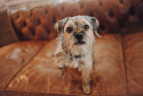 mixed breed dog giving paw indoors on a sofa - Φωτογραφία, εικόνα