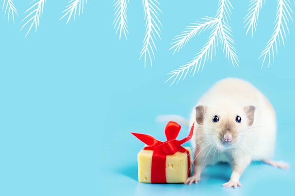 carino ratto decorativo con regalo di formaggio e fiocco rosso su sfondo blu
 - Foto, immagini