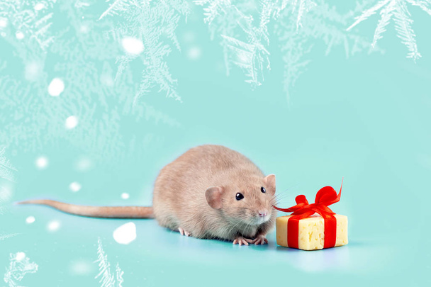 cute decorative rat with cheese gift and red bow on a blue background - Foto, immagini