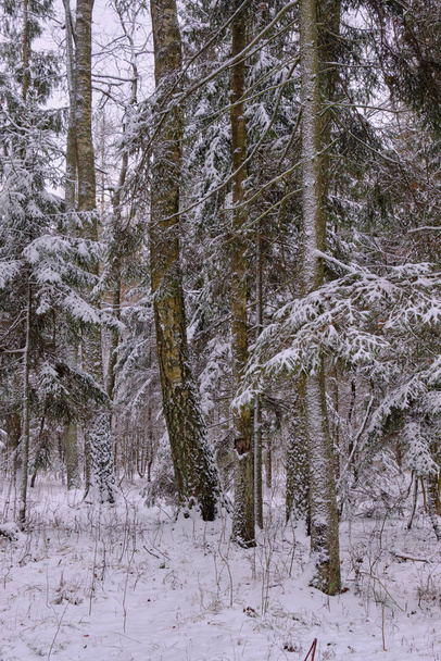 Talvella maisema luminen sekapuu seistä
 - Valokuva, kuva