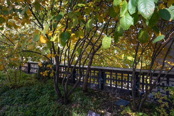 Herbst Laubfarbe der High Line Park chelsea in Midtown Manhatta - Foto, Bild