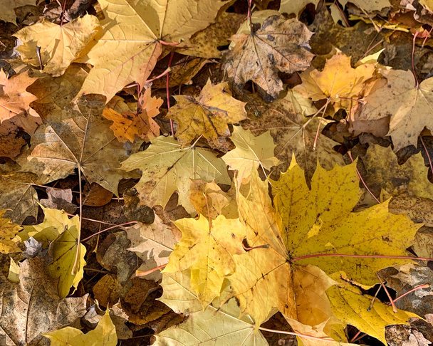 Plano yacía hojas secas caídas en el suelo en el otoño y el invierno
 - Foto, Imagen