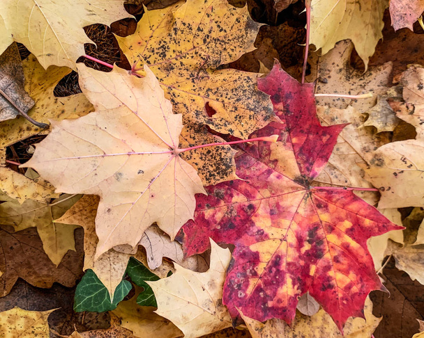 Plano yacía hojas secas caídas en el suelo en el otoño y el invierno
 - Foto, Imagen