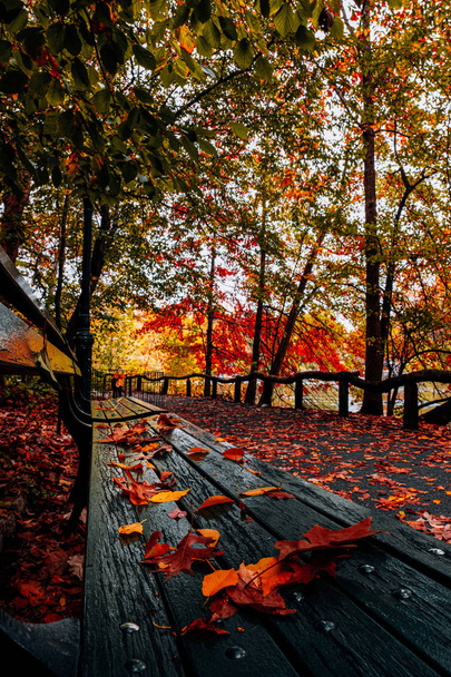 Herbst Laubfärbung des Central Park in Manhattan - Foto, Bild