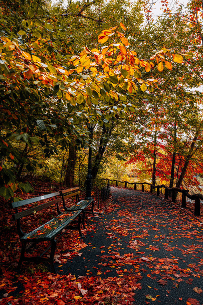 Őszi lombozat színe Central Park Manhattan - Fotó, kép