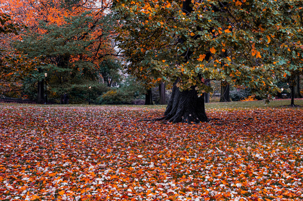 Central Parkin lehtien väri syksyllä Manhattanilla
 - Valokuva, kuva