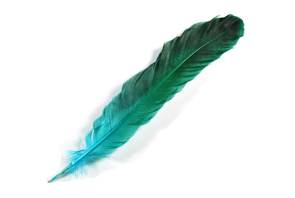 Bird Feather - Photo, Image
