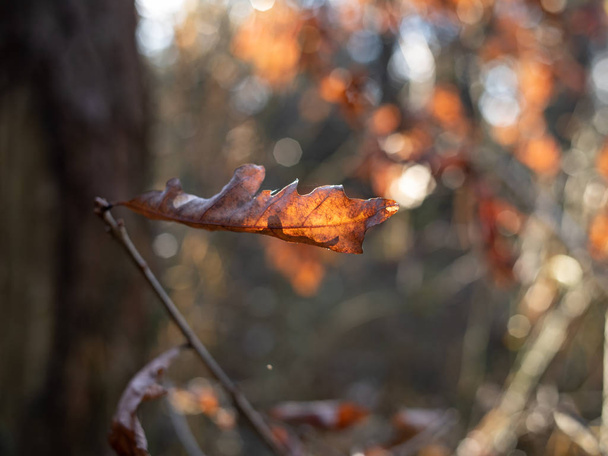 La hoja final cuelga de su ramita en otoño
 - Foto, imagen
