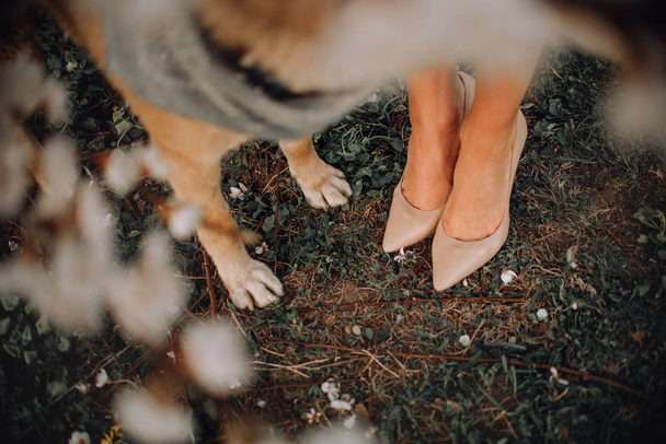 top view of dog paws and woman legs in high heels outdoors - Fotografie, Obrázek
