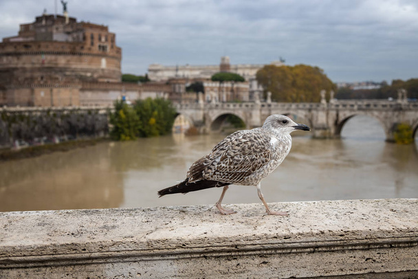 Seagull sits on the parapet of a bridge over the Tiber. Rome, Italy - Zdjęcie, obraz