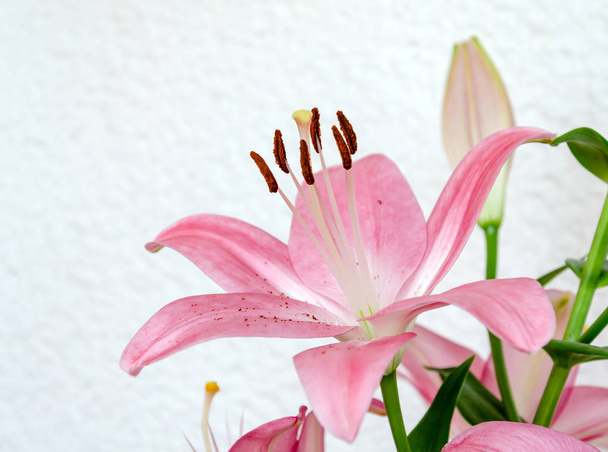 розовые цветы лилии и зеленые листья на белом фоне
 - Фото, изображение