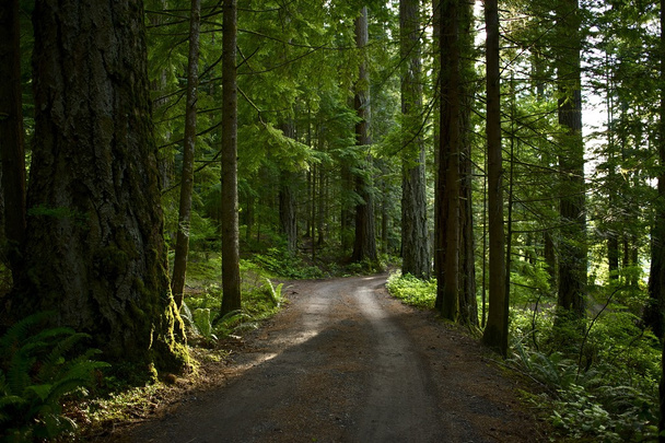Summer Forest Road - Фото, изображение
