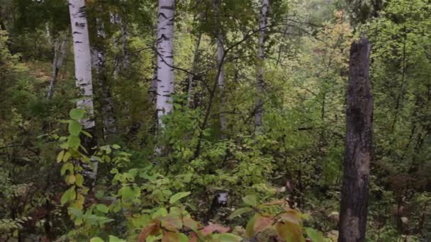 Autumn forest - Metraje, vídeo