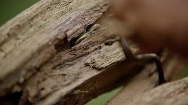 The earthworm is crawling on green forest tree branch - Imágenes, Vídeo