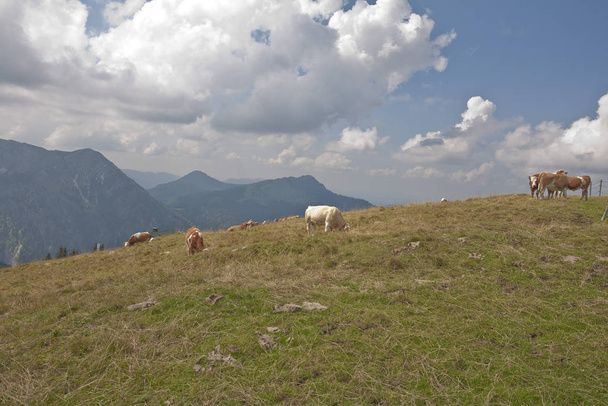Cows at Alps in Bavaria Germany - Фото, изображение