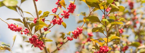 Панорама розглядає Ilex Decidua або зимові ягоди, Possum Haw, Листяні червоні фрукти Голлі на великому кущі невеликого дерева під хмарним синім небом. Восени в Далласі (штат Техас).. - Фото, зображення