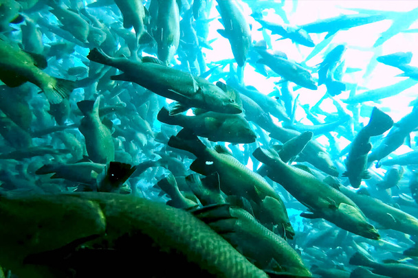 養殖場の魚の群れ商業魚の繁殖 - 写真・画像