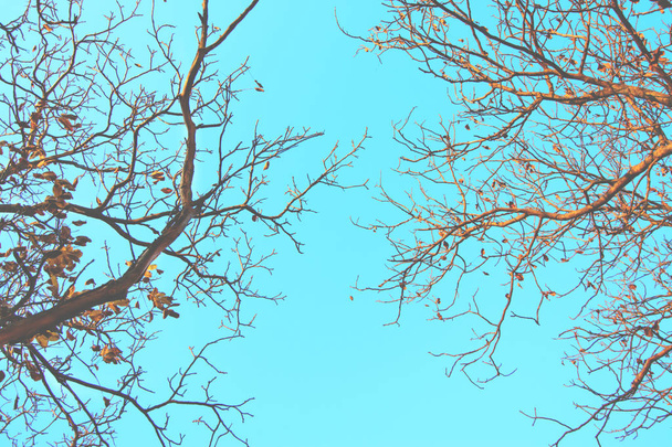 Naakte bomen tegen de blauwe hemel. - Foto, afbeelding