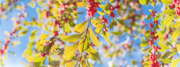 Панорама розглядає Ilex Decidua або зимові ягоди, Possum Haw, Листяні червоні фрукти Голлі на великому кущі невеликого дерева під хмарним синім небом. Восени в Далласі (штат Техас).. - Фото, зображення