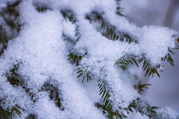 Light white snow on the branches of green spruce, background - Foto, imagen