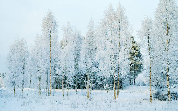 Snowy forest and countryside winter Rovaniemi Lapland reflex - Photo, Image