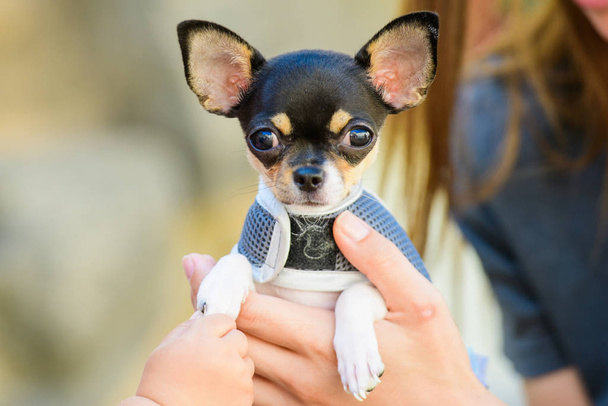 Toy terrier en sus brazos, vestido con ropa. amor por los animales, mascotas
 - Foto, Imagen
