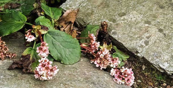 Flor crescendo em uma rocha
 - Foto, Imagem