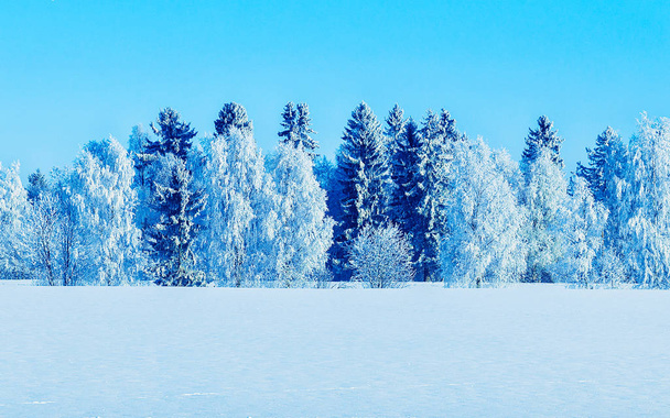 Snowy forest in countryside in winter Rovaniemi reflex - Photo, Image