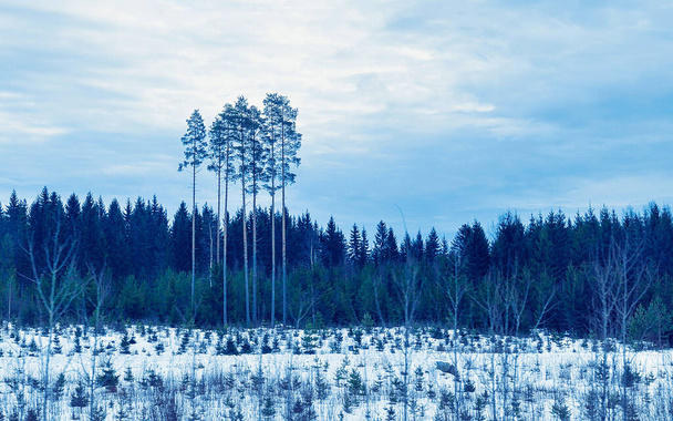 Χιονισμένο δάσος χειμώνα της υπαίθρου στο Rovaniemi αντανακλαστικό - Φωτογραφία, εικόνα