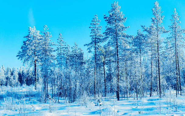 Snowy trees in forest of winter Rovaniemi reflex - Photo, Image
