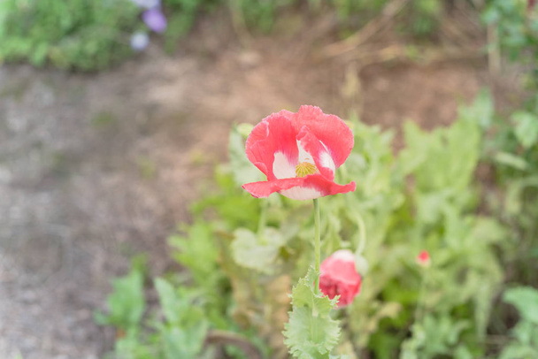 Vista superior primer plano rosa y flor de amapola blanca que florece en el jardín en Texas, Estados Unidos. Flor de verano vibrante flor en la naturaleza con hojas verdes de fondo
 - Foto, imagen