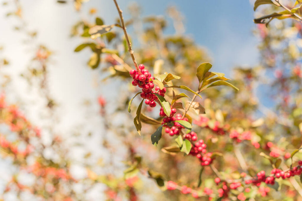 Ilex Decidua або зимова ягода, Possum Haw, Листяні червоні плоди Голлі на великому кущі невеликого дерева під хмарним блакитним небом. Восени в Далласі (штат Техас).. - Фото, зображення