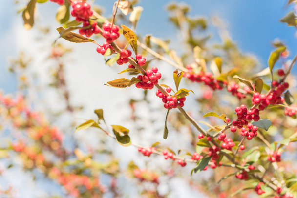 クローズアップIlex Deciduaまたは冬のベリー、 Possum Haw 、大きな低木の小さな木に落葉性のホリーレッドフルーツ。テキサス州ダラスの秋の色の炎. - 写真・画像
