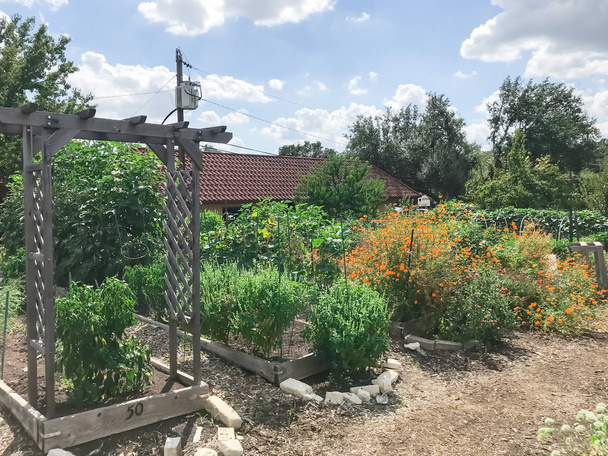 Community garden North of Dallas, Texas, America with raised bed, trellis and green lush of vegetable, crops ready to harvest. Urban self sufficient life style in a compact growing space, late summer - Photo, Image