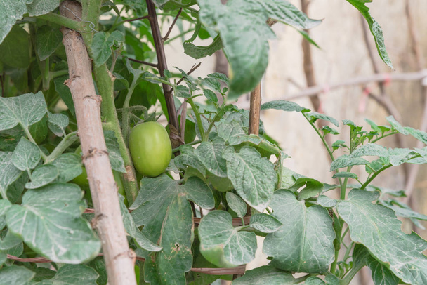 Close-up green tomatoes growing on homemade tree branches trellis structure, self sufficient concept in Asia - Photo, Image
