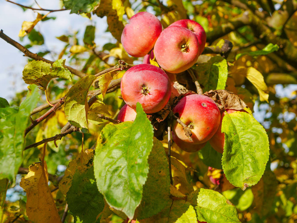 Červená jablka na stromě za slunečného počasí. Ovocné stromy se zralými červenými jablky na plantáži za slunečného letního dne. Farma pro pěstování jablek. Šťastné sklizně. Vynikající domácí jablka. Přírodní produkt. - Fotografie, Obrázek