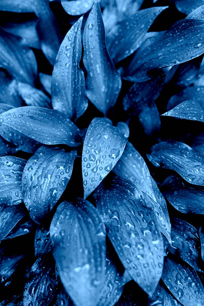 Fresh leaves in summer after rain. Blue color. - Foto, afbeelding