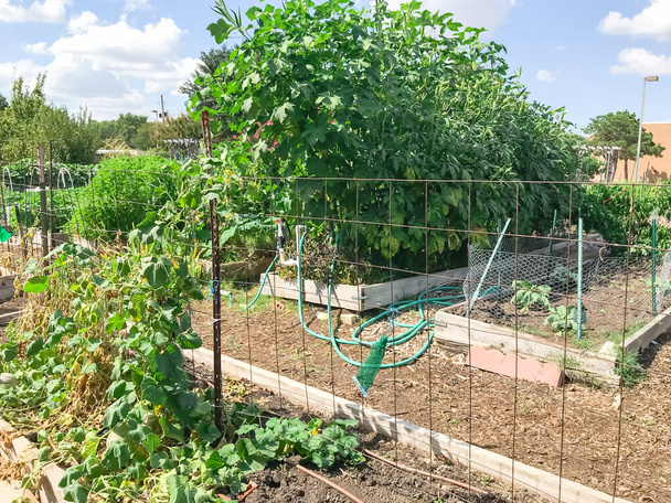 Community garden North of Dallas, Texas, America with raised bed, trellis and green lush of vegetable, crops ready to harvest. Urban self sufficient life style in a compact growing space, late summer - Photo, Image