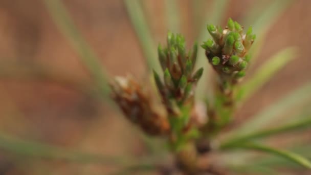 Dew on spruce needles. Close-up - Felvétel, videó