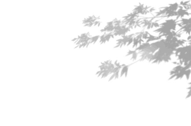 The shade of the exotic plants on the white wall. Tree leaves. Black and white image for photo overlay or mockup - Vector, Image