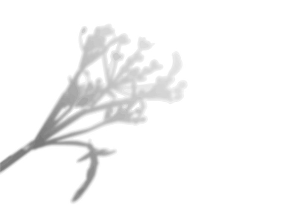 La sombra de las plantas exóticas en la pared blanca. Flores de campo. Imagen en blanco y negro para superposición de fotos o maqueta
 - Vector, Imagen