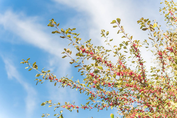 Ilex Decidua tai talven marja, opossumi haw, Lehtipuu Holly punaisia hedelmiä suuri pensas pieni puu pilven alla sininen taivas. Palo väri syksyllä Dallas, Texas
. - Valokuva, kuva