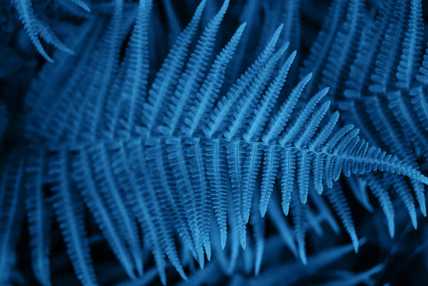 Blauwe varen bladeren textuur - Foto, afbeelding